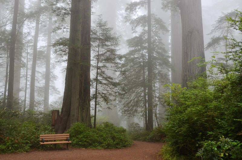 Redwood Forest